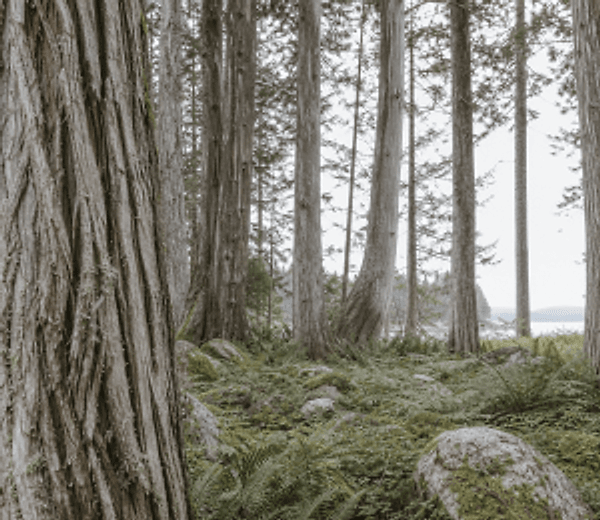 Wild Meadow scent landscape