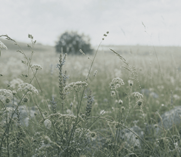 Garden scent landscape