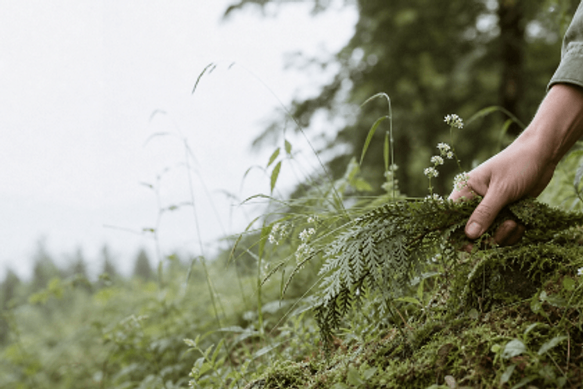 A hand gathering ferns after rain