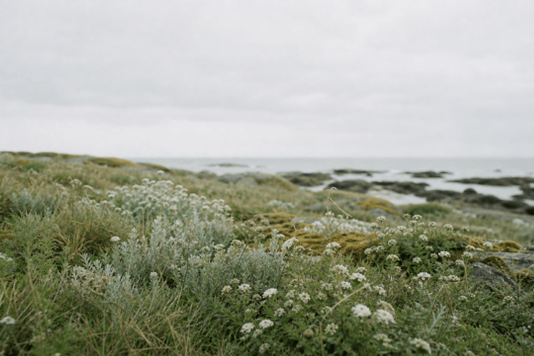 Salt carried inland