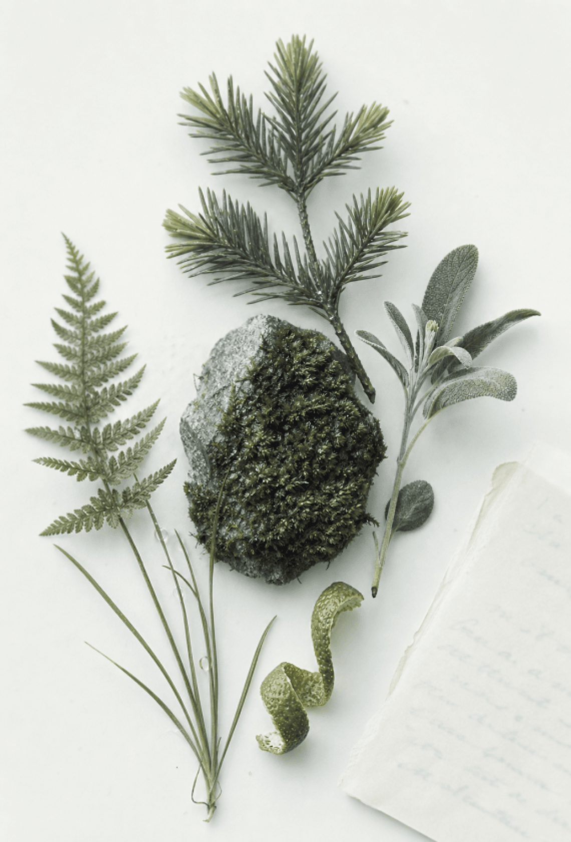 Botanical field notes with moss, cedar and fern